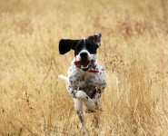 Where is that bird? Where is that bird?