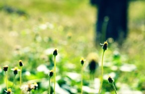 nattu_4844455726
