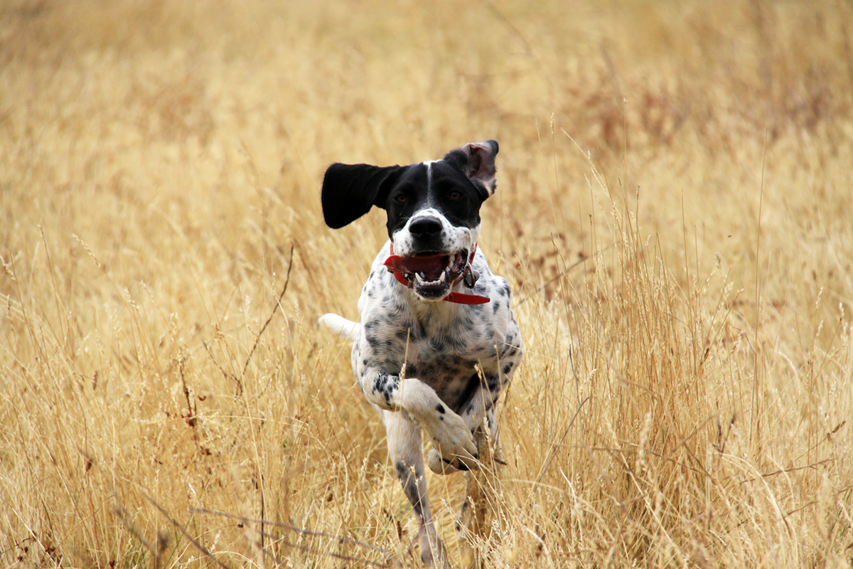 Where is that bird? Where is that bird?