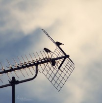 Vestibulum Bibendum Nibh Quis Sollicitudin