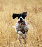 Where is that bird? Where is that bird?