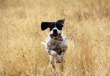 Where is that bird? Where is that bird?