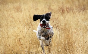 Where is that bird? Where is that bird?