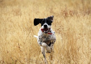 Where is that bird? Where is that bird?