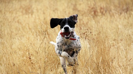 Where is that bird? Where is that bird?