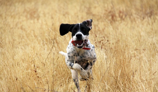 Where is that bird? Where is that bird?