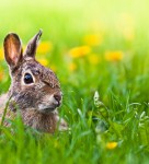 Now you see me, Now you don’t Now you see me, Now you don’t