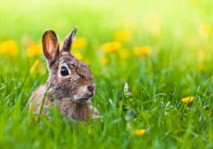 Now you see me, Now you don’t Now you see me, Now you don’t