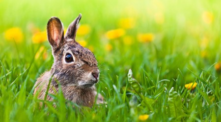 Now you see me, Now you don’t Now you see me, Now you don’t