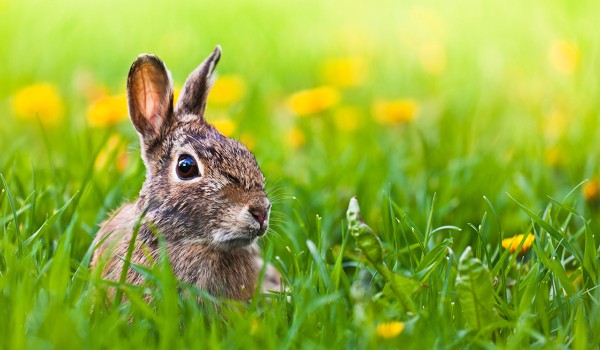 Now you see me, Now you don’t Now you see me, Now you don’t