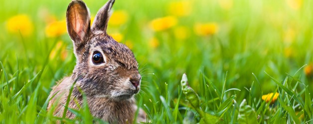 Now you see me, Now you don’t