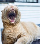 I just heared a good joke ! I just heared a good joke !