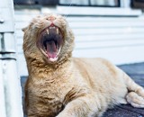 I just heared a good joke ! I just heared a good joke !