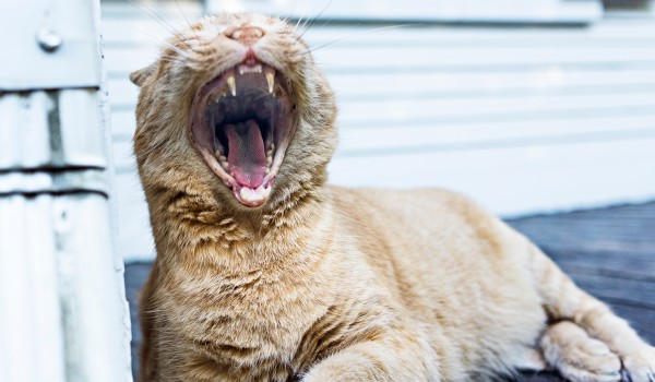 I just heared a good joke ! I just heared a good joke !