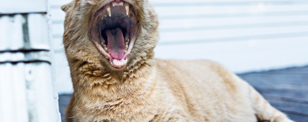 I just heared a good joke !