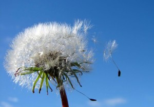 Aussiegall Aussiegall