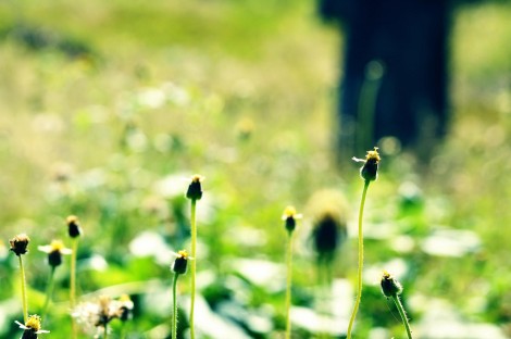 nattu_4844455726